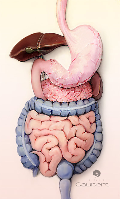 ilustracion aparatp digestivo