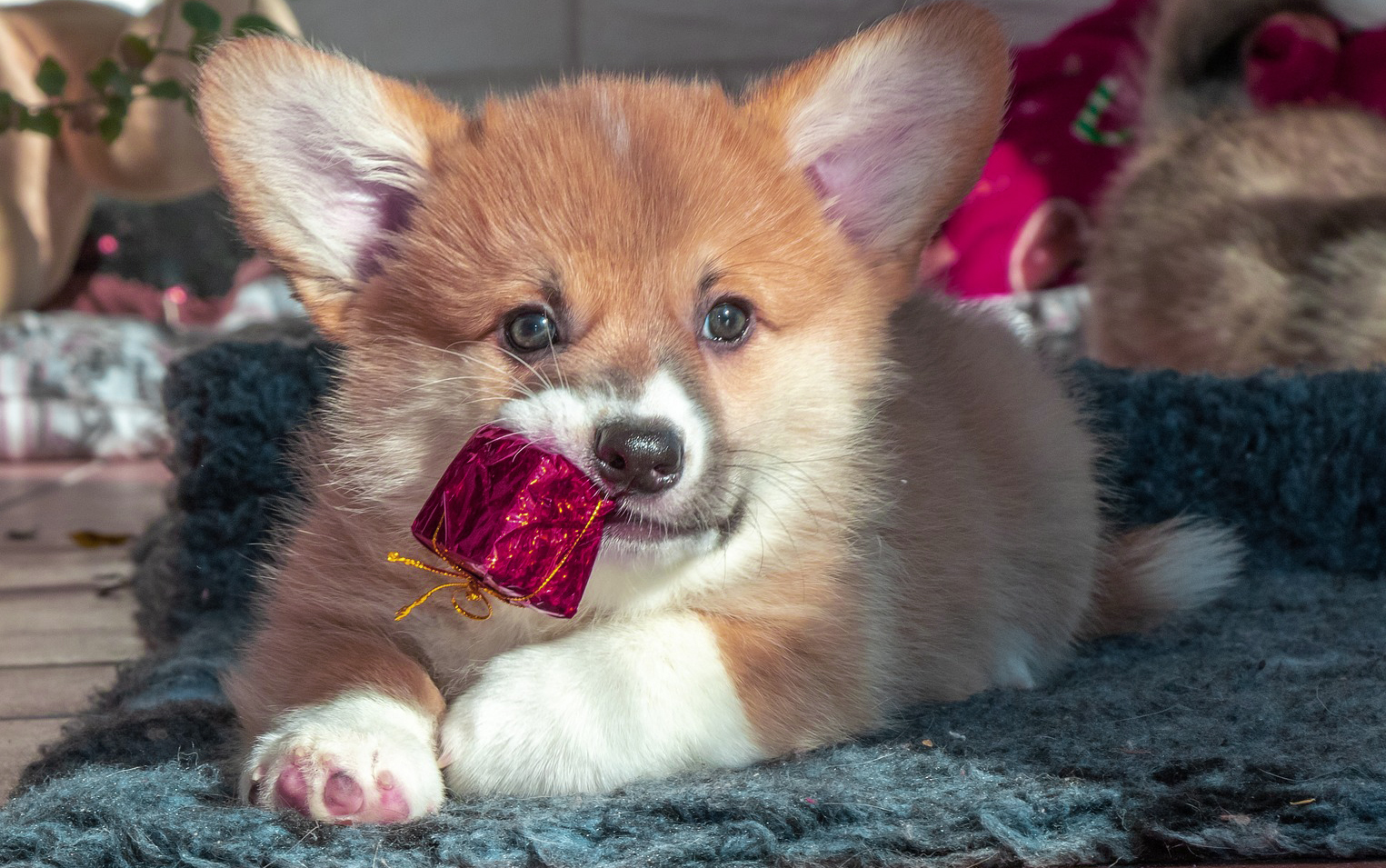 cachorro con regalito