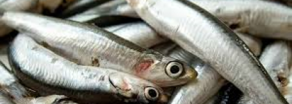 Alérgeno no declarado (pescado) en complemento alimenticio COLÁGENO HIDROLIZADO procedente de España