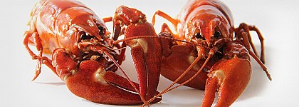 Deficiencias en el etiquetado de alérgenos en complemento alimenticio de España (Ref. 2019/032)
