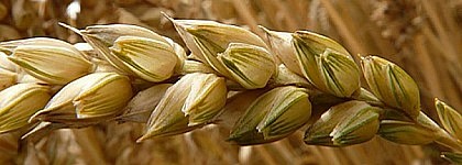 Presencia de GLUTEN en pasta procedente de China.