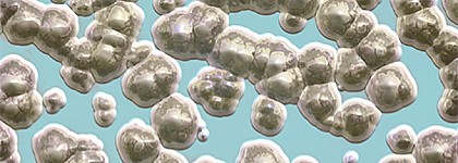 Presencia de alcaloides tropánicos en harina sin gluten procedente de Italia